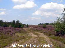 blhende Drover Heide