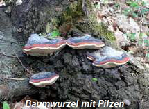Baumwurzel mit Pilzen