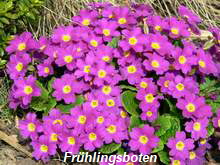 Frhlingsboten