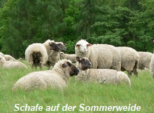Schafe auf der Sommerweide